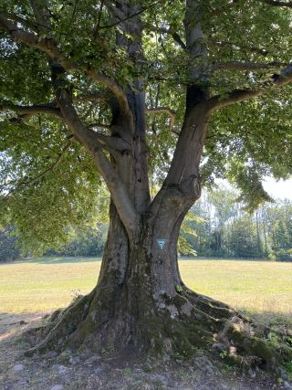 Das Herz eines Baumes